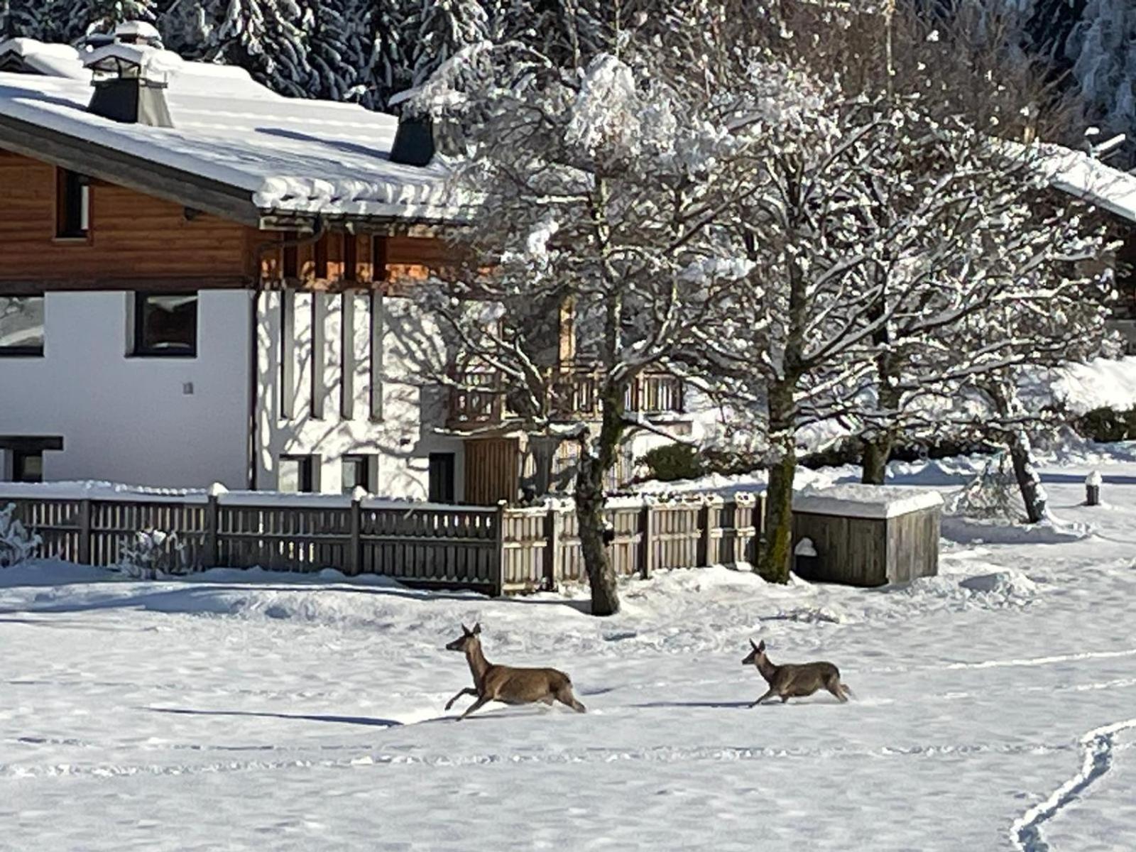 Residence Bois Du Bouchet, Appartement Vue Montagne, Calme, Parking Gratuit, Proche Centre Chamonix Eksteriør billede